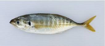 Bawang putih, bahan alami yang selama ini hanya lebih dikenal sebagai bumbu ini ternyata juga memiliki berbagai macam manfaat, sayangnya tak banyak yang tau. Gambar Dan Jenis Jenis Ikan Di Pasar Berserta Nama Papaglamz Com