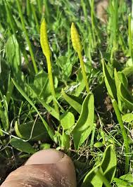 Image result for Ophioglossum reticulatum