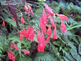 Image result for Ruellia brevifolia