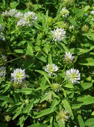 Image result for Microcharis remotiflora