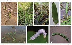 Image result for Aponogetonaceae