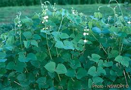 Image result for Lablab