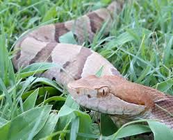 Guide to identifying the copperhead: Baby Copperhead Season Has Begun In Carolinas What To Know The State