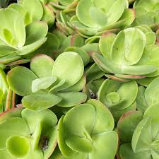 Image result for Kalanchoe thyrsiflora