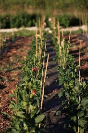 The first thing to do is take the batch of soil you want to revitalize, pour it onto a sheet of tarp and start getting rid of debris and also loosen clumps of soil. Dirty Secrets 9 Ways To Improve Garden Soil Gardenista