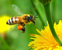 We did not find results for: How Native Irish Seed Bombs Benefit Our Bees Wildflower Seed Bomb Mix