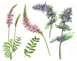 The sap fiori user experience has redefined the way enterprise users work. Immagini Stock Disegno Floreale Disegnato A Mano Fiori Selvatici Rosa E Lilla Di Acquerello Isolato Su Sfondo Bianco Fiori Di Campo Estivi Acquerello Schizzo Image 80082548