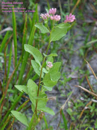 Image result for Pluchea bequaertii