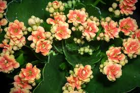 Image result for Kalanchoe rosalina