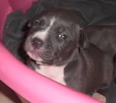 Find rottweiler puppies for sale. German Rottweiler Puppies Pets And Animals For Sale Florida