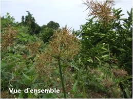 Image result for Cyperus sphacelatus