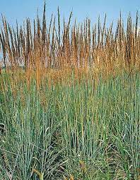 Indian Grass Sorghastrum Nutans Low Maintenance Slow Spreader 32 48 Ht Full Sun Drought Tolerant Reddish Brown Flo Ornamental Grasses Grass Grass Species
