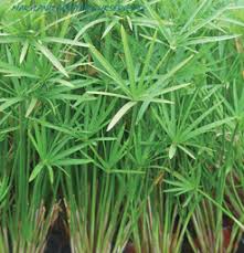 Image result for Cyperus amauropus