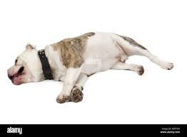 English bulldog (Canis lupus f. familiaris), lying in lateral position  Stock Photo - Alamy