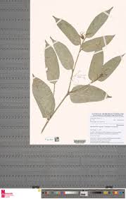 Image result for Marantochloa congensis