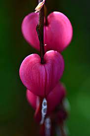 Bleeding Hearts Bleeding Hearts Flora Beautiful