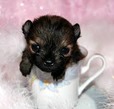 29 april · wylie, tx, united states ·. Teacup Pomeranian Puppy Dog Cuteanimals