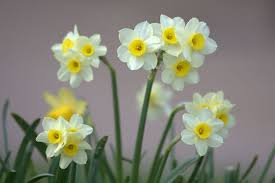 Dwarf Daffodil Minnow Narcissi Tazetta Daffodils Narcissus Flower Crafts