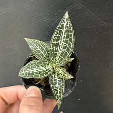 Image result for Goodyera