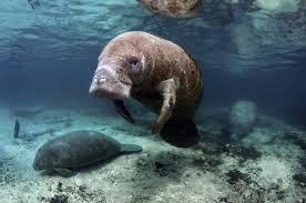 In which john green teaches you the history of the indian ocean trade. The Best Places To Swim With Sirenia
