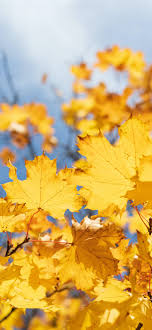 But there was a yellow car with lenovo logo wallpaper or theme. Best Autumn Iphone 12 Hd Wallpapers Ilikewallpaper
