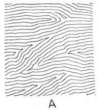 All you need to do now is color in your woods that you just drew. A Draw Wood Grain By Direction Of Lines How To Draw Step By Step Drawing Tutorials