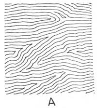 · draw the wood grain and knots i darkened parts of the cracks between the planks to separate the planks. A Draw Wood Grain By Direction Of Lines How To Draw Step By Step Drawing Tutorials