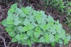 Image result for Pilea sublucens