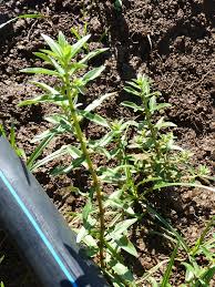 Image result for Ammannia aegyptiaca