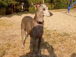 Pin By Lucie Malinovska On Dixie 1332 Dogs Animals