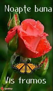 Desi nu pot fi acum alaturi de tine, iti doresc tot binele si sper ca un an in plus sa te ajute sa descoperi dragostea adevarata. Pin By Micu Tudorita On Hello Good Evening Good Night Happy Birthday