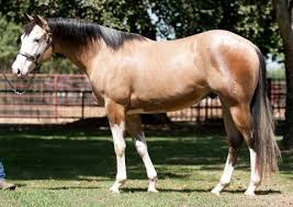 The kansas buckskin horse association is what you're looking for! Beautiful Bald Face Buckskin Overo Pretty Horses Horses Equine Barns