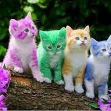 Cap has many wonderful cats and kittens available for adoption! Kitten Or Cat Feed Bag Pet Supply