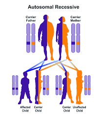 In Order For Autosomal Recessive Disorders To Be Expressed Offspring Generally Must Inherit Two Mutations One F Genetic Inheritance Genetic Disorders Disease