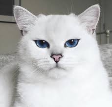 10 jenis kucing paling cantik dan comel di dunia dunia fauna hewan binatang tumbuhan dunia fauna hewan binatang tumbuhan from www.ekor9.com. Si Comel Coby Menjadi Badut Seperti Filem It Binatang Lucu Anak Kucing Gemas Hewan