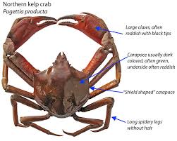 Odfw Recreational Crab Fishing Crab Id