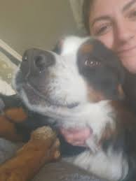 Grainmites Aldi Dog Food