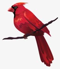 Free Cardinal Clip Art With No Background Clipartkey