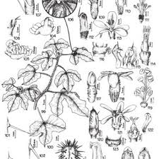 Image result for Paranecepsia alchorneifolia