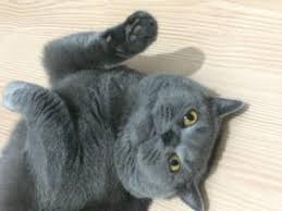 British Shorthair Canakkale Fiyatlari Ikinci El Sifir Kiralik Ilanlar