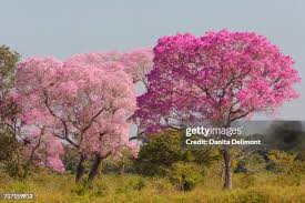 Image result for Handroanthus sp. near impetiginosus
