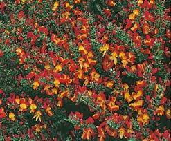 Pin On Gardens