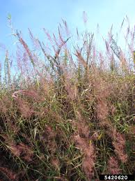 Image result for Melinis minutiflora