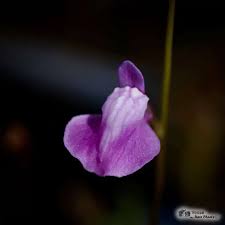Image result for Utricularia welwitschii