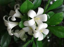 Solution seeds farm heirloom murraya paniculata orange jasmine seeds, professional pack, 20 seeds. Murraya Hedge Plants For Sale Shop Online Now Plants In A Box