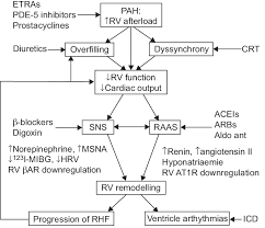 Fallot's tetralogy (tof) is one of the most common forms of cyanotic congenital heart disease. Schematic Diagram Showing As Yet Unexplored Pathophysiological Download Scientific Diagram