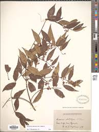Image result for Secamone delagoensis