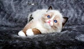 قطط للبيع في عجمان قطط راغدول للبيع ragdoll kitten العمر 40 يوم راغدول كيتن بيور للبيع مدربه على ليتر بوكس بصحه ممتازه ومستوى واضح ماشالله cats animals