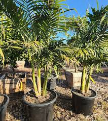 Image result for Archontophoenix alexandrae