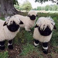The Majestic Valais Blacknose Sheep: A Remarkable Breed of the Swiss ...